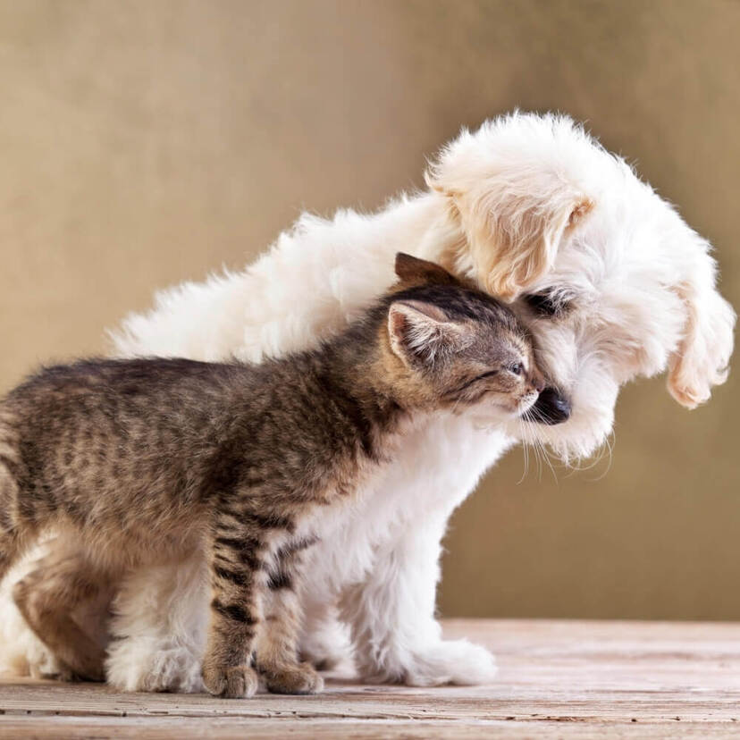 男子が寄り付かない「犬タイプ女子」の特徴９パターン