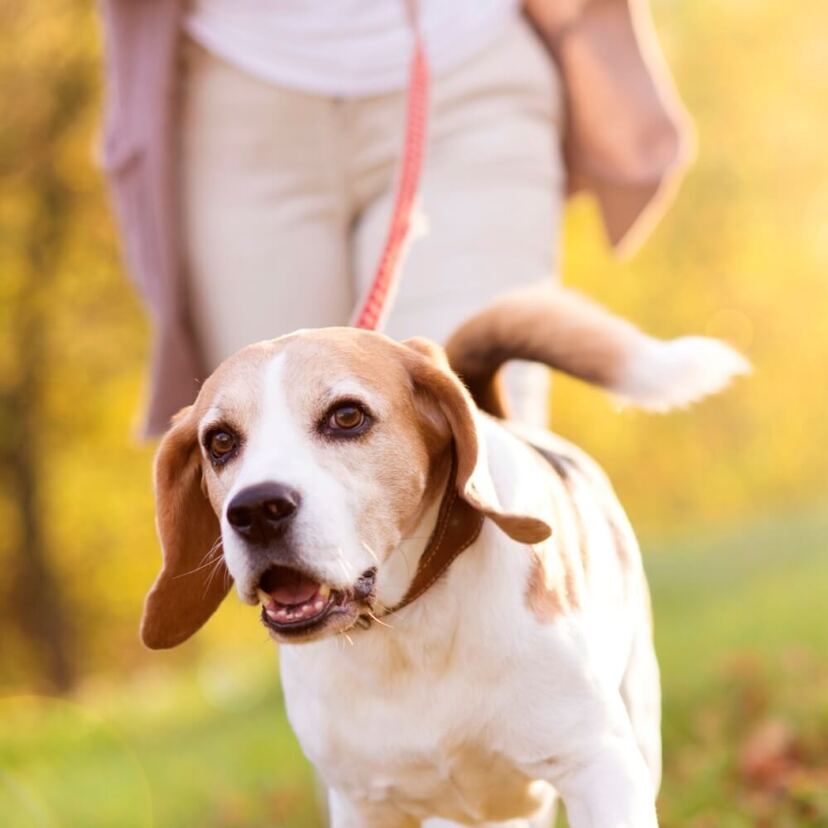 「動物好き」は偽装？男ウケを狙う動物好きな女性の特徴９パターン